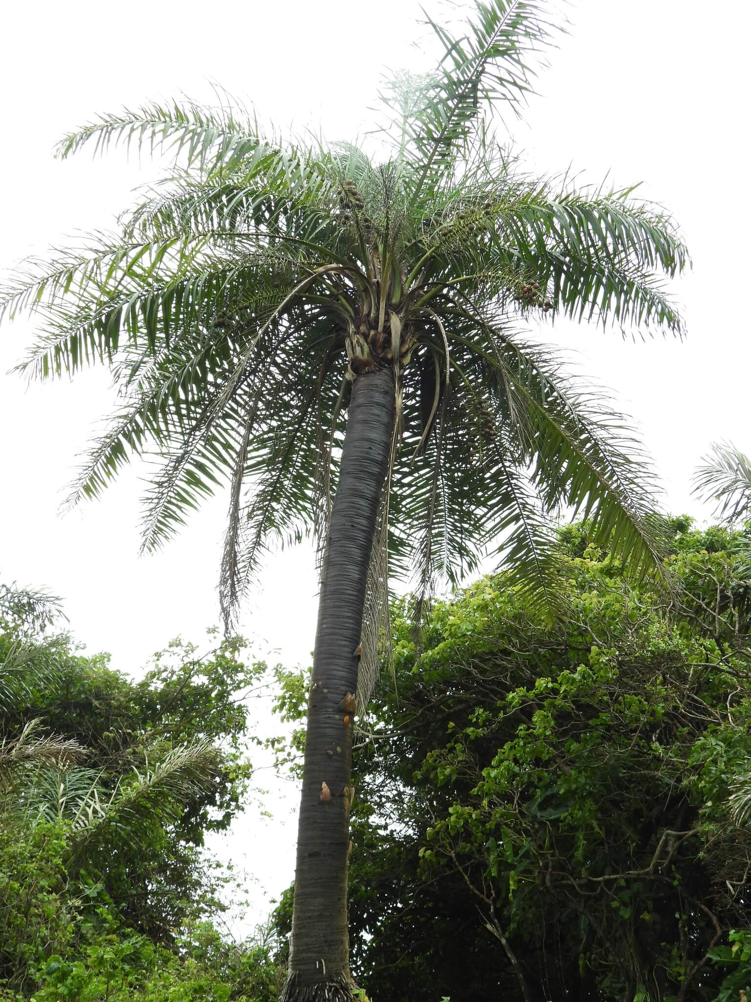 Acrocomia aculeata  